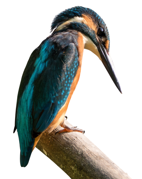 Kingfisher Bird Beak PNG Pic
