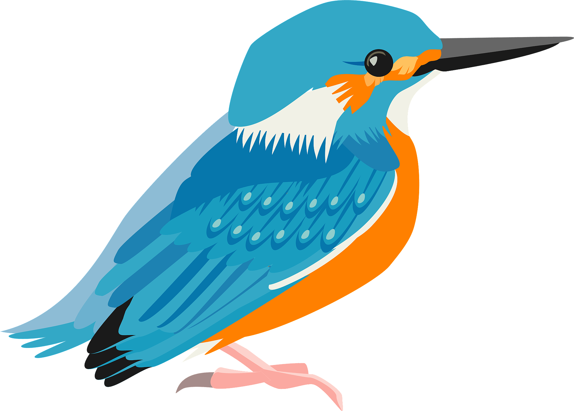 Kingfisher Bird Beak PNG ภาพโปร่งใส