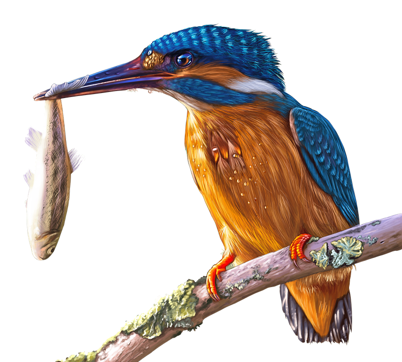 Kingfisher Bird Beak Transparent Background