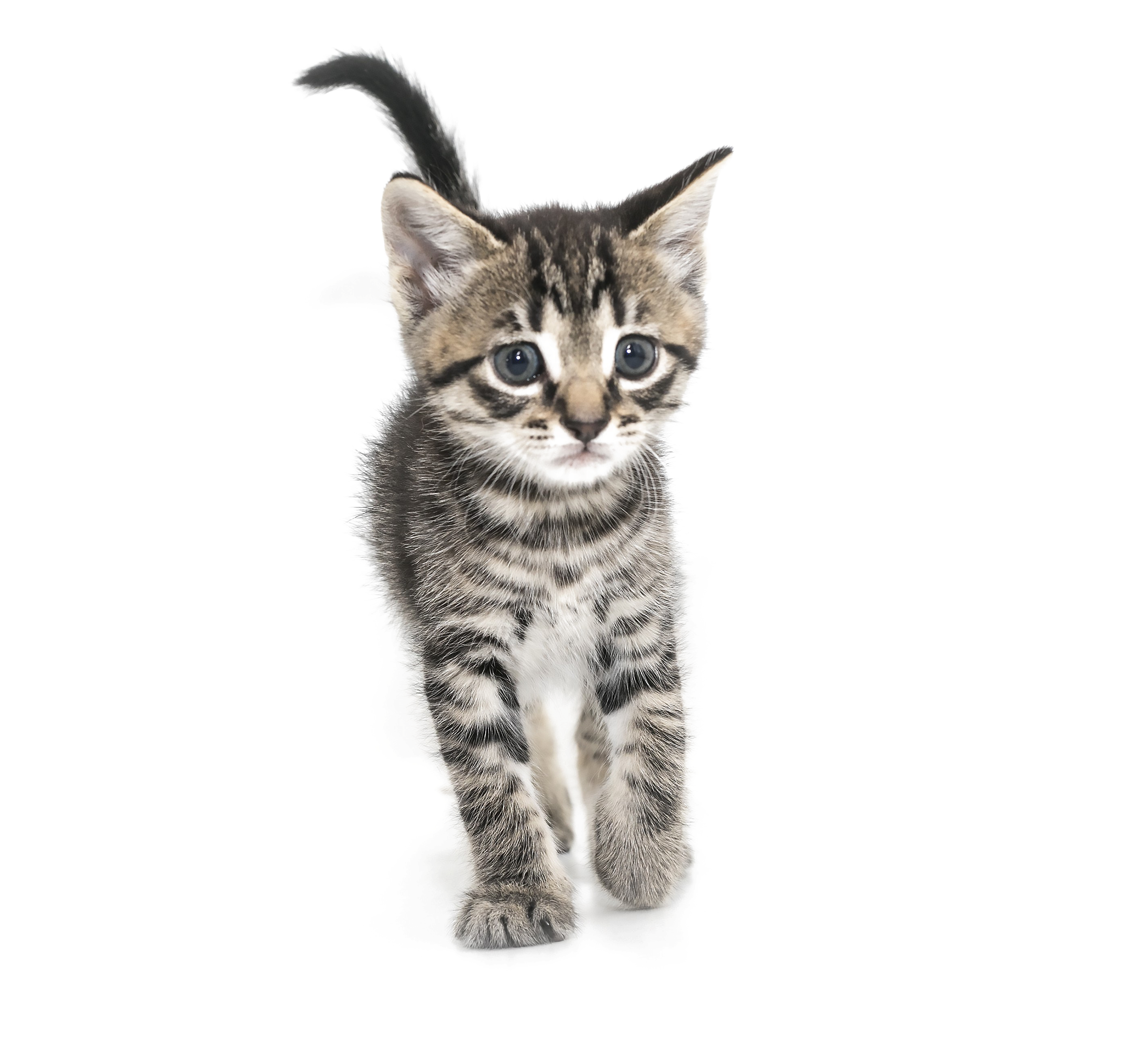 Chaton PNG Clipart