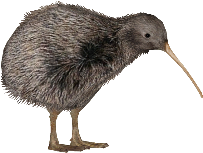Kiwi vogel PNG Beeld