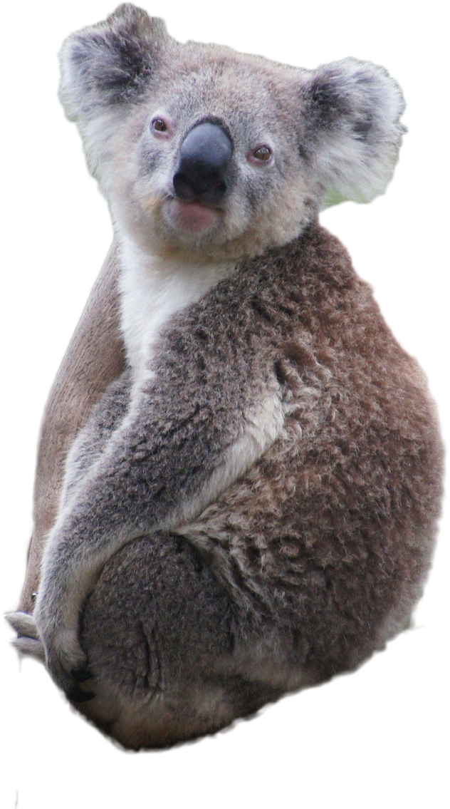 Koala PNG File