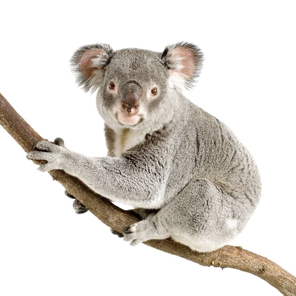 Koala PNG скачать бесплатно