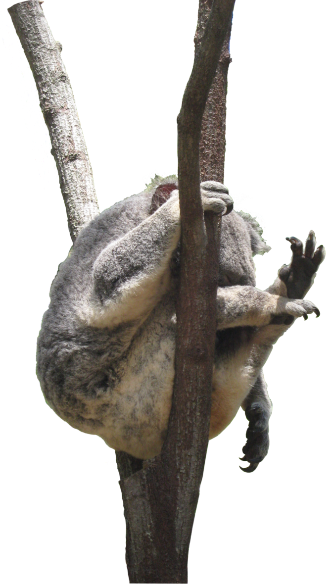 Koala PNG HD