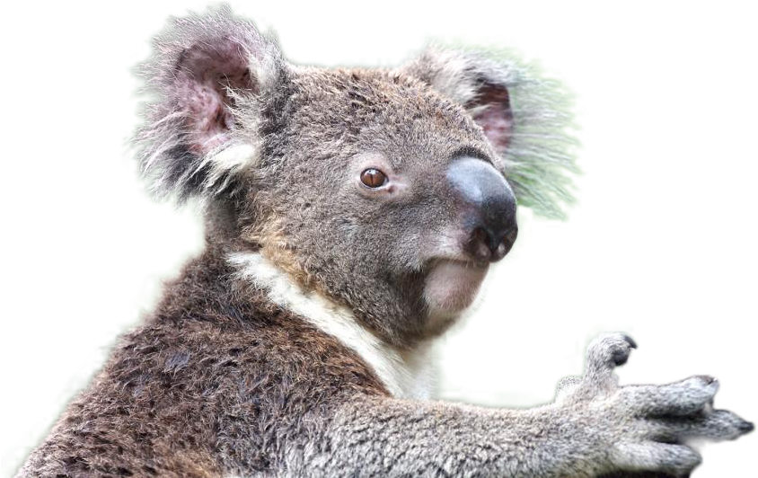Imagen de koala PNG