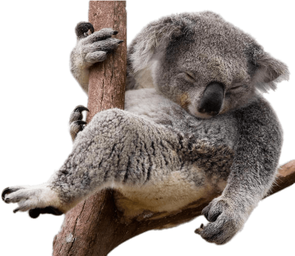 Fotos de koala PNG