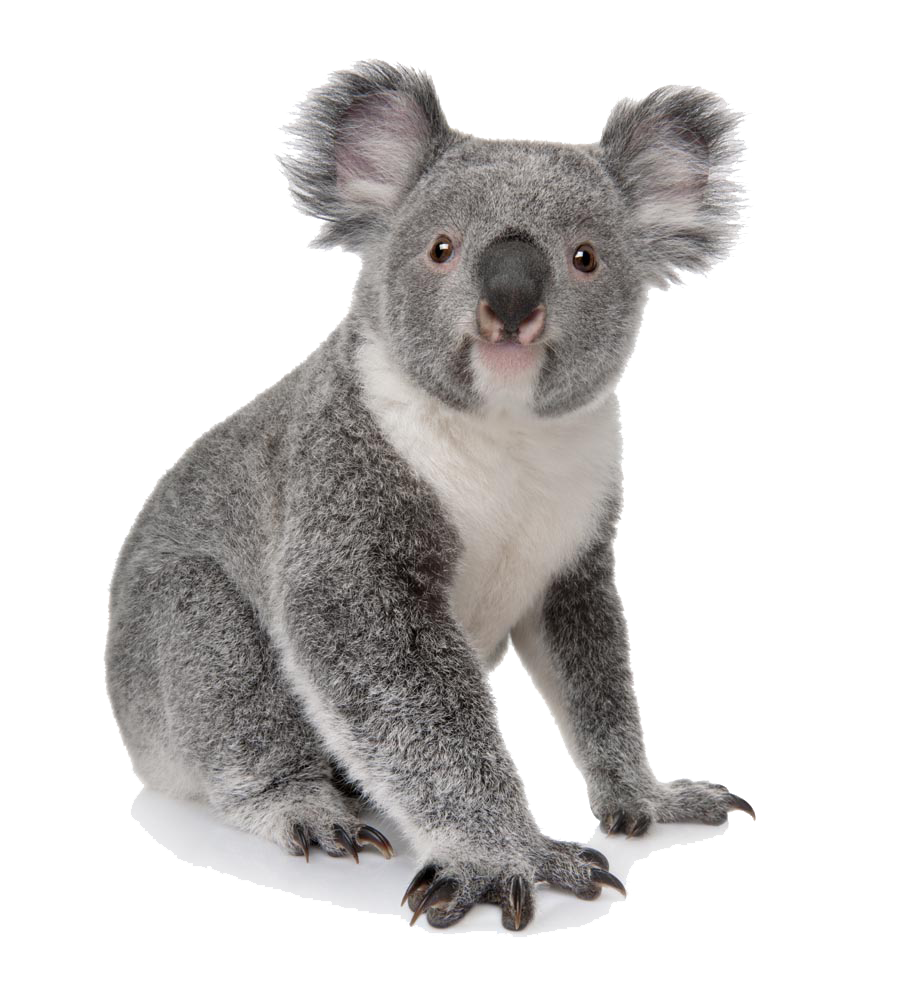 Koala PNG foto