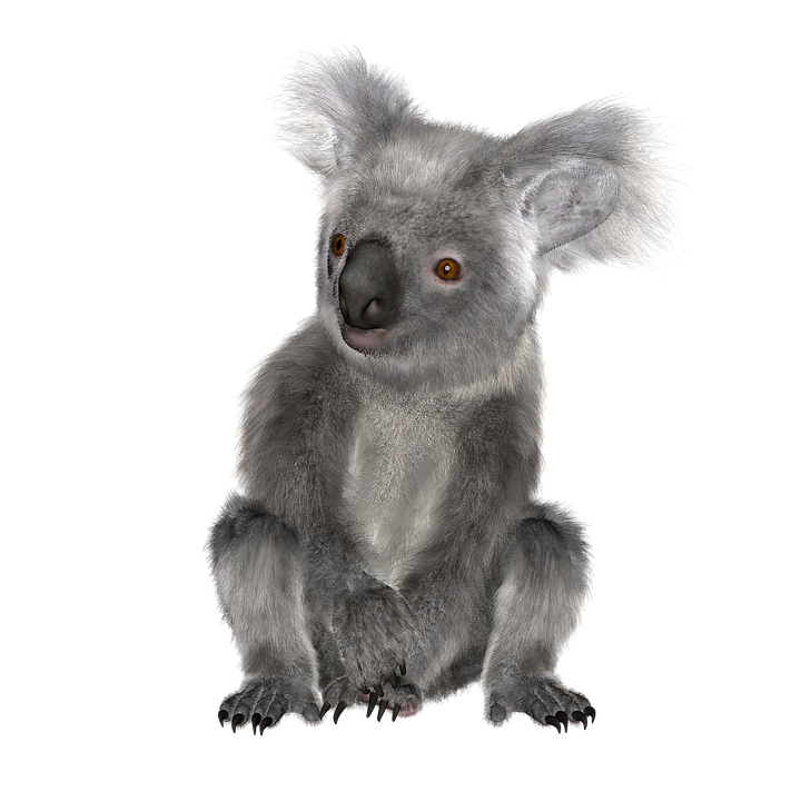 Koala PNG gambar Transparan