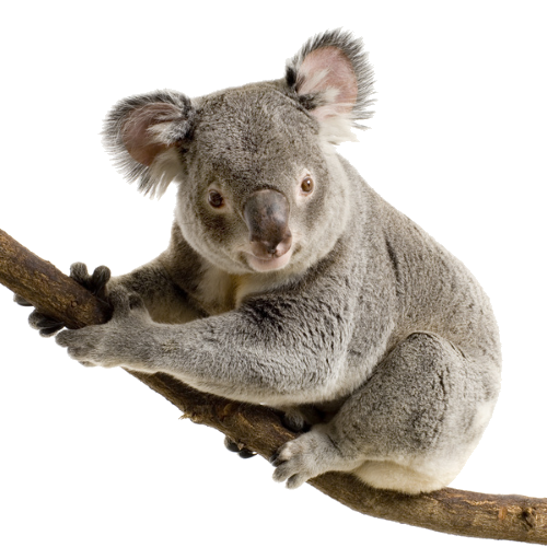 Fondo transparente koala