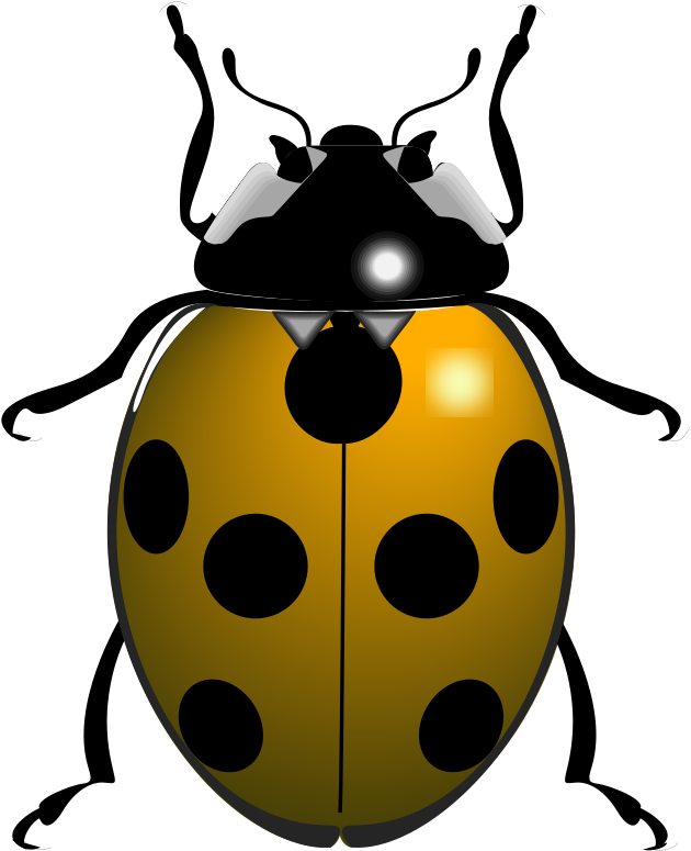 Ladybug Insect PNG File