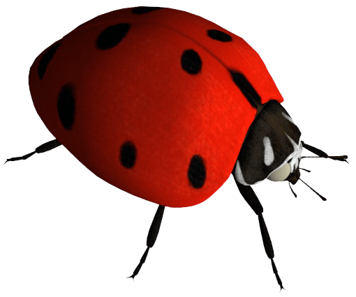 Ladybug serangga PNG image