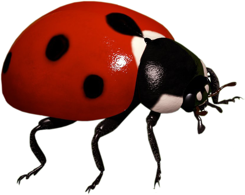 Ladybug แมลง PNG Pic