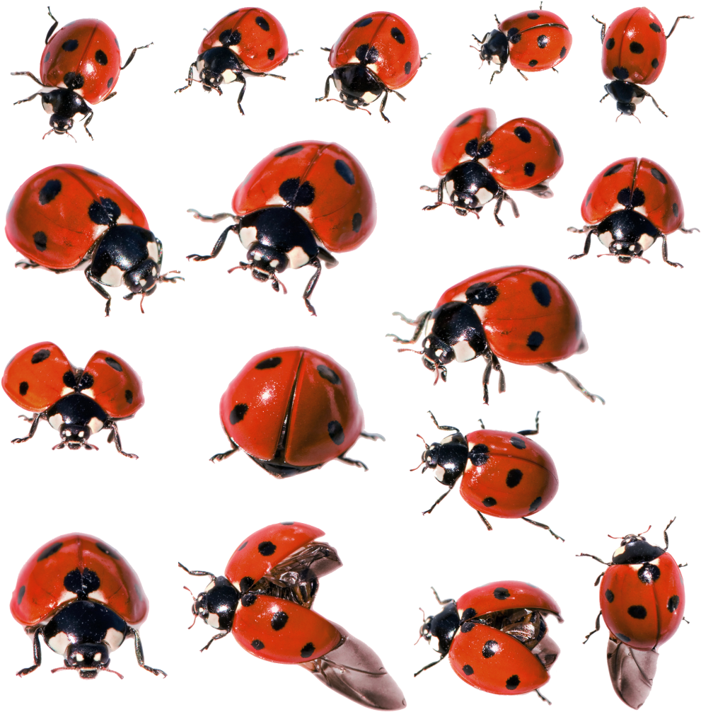 Ladybug insect Transparent PNG