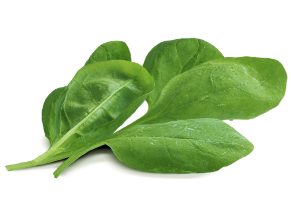 Foglie file PNG verde spinaci
