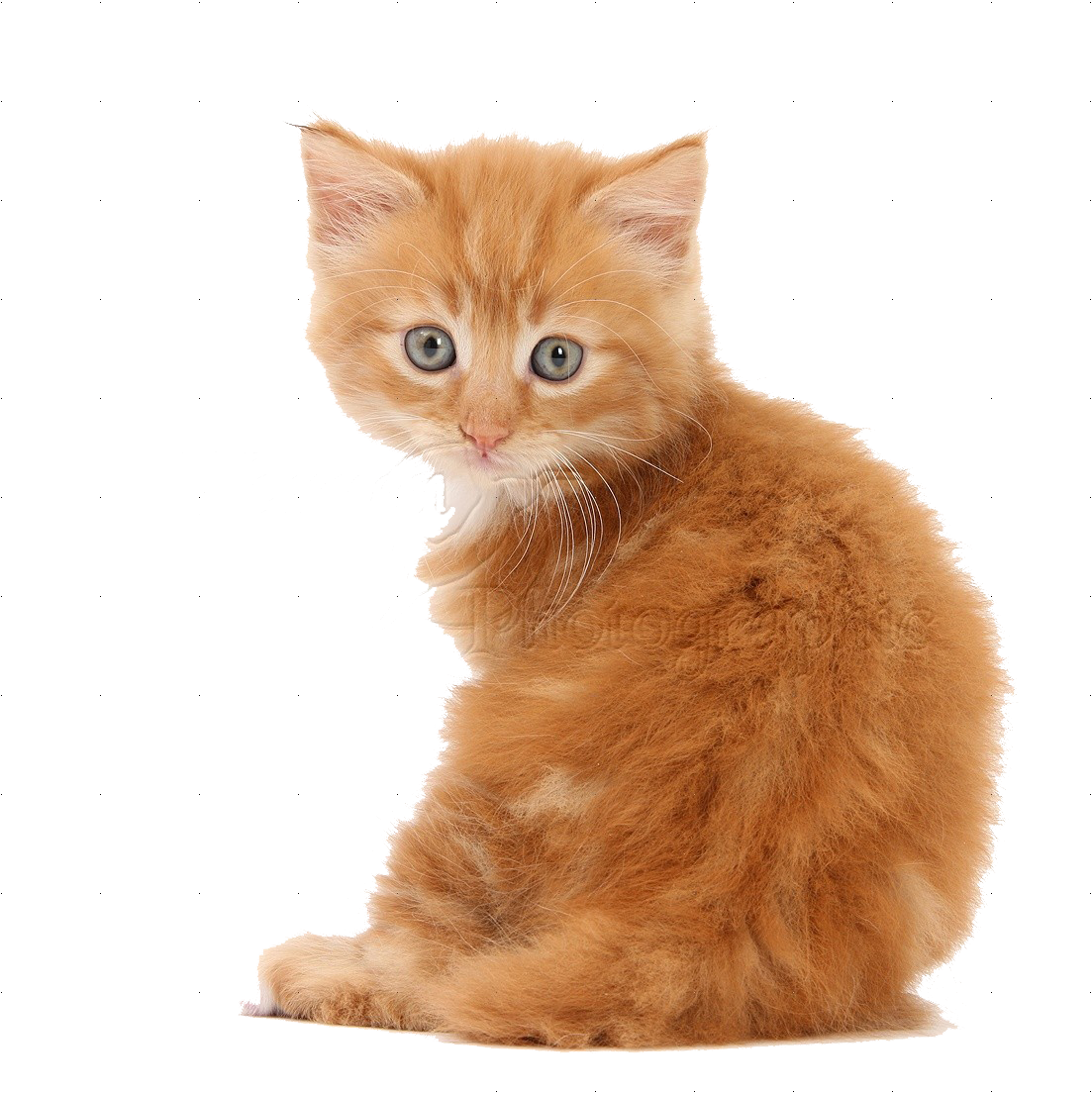 Küçük yavru kedi şeffaf PNG