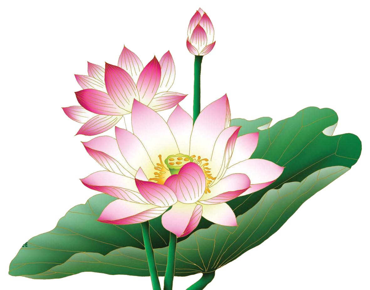 Flower PNG Clipart di loto