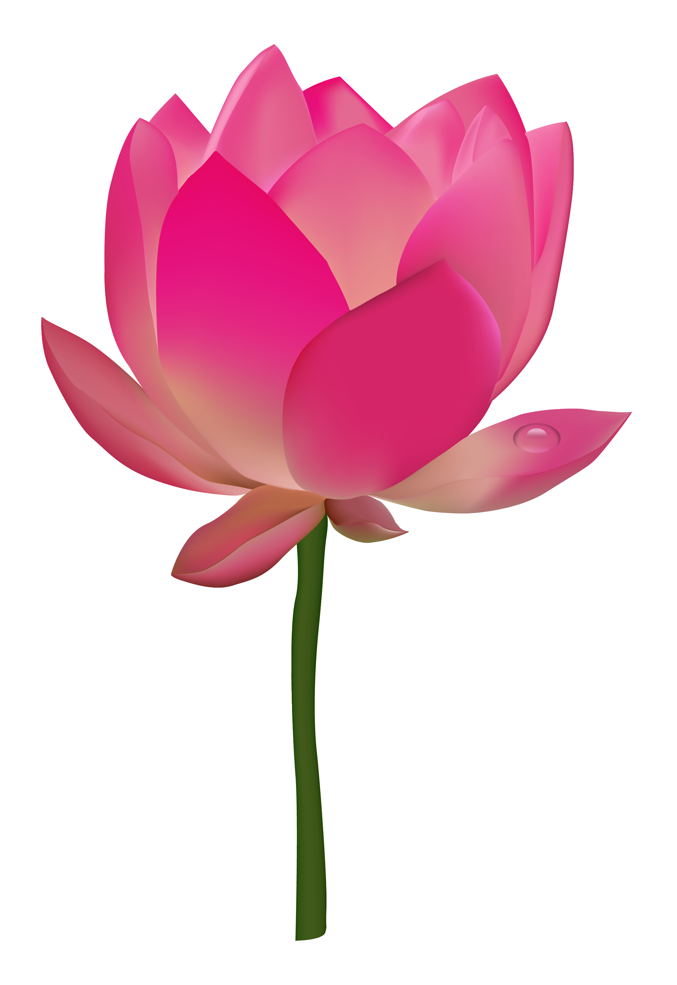 Lotus Flower PNG HD