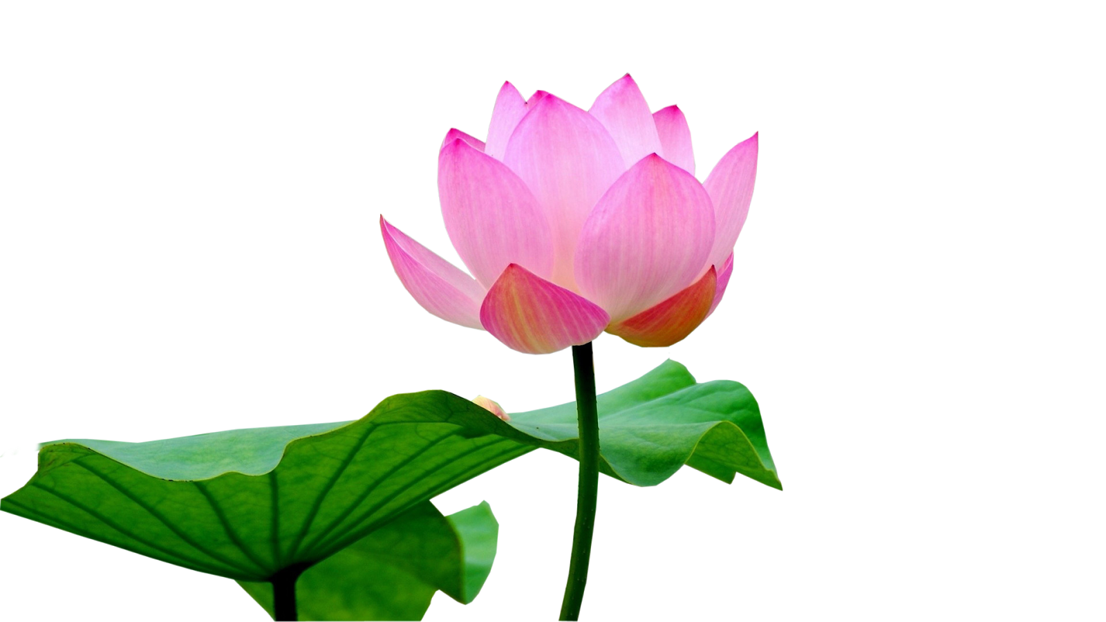 Immagine Trasparente del fiore del fiore del loto
