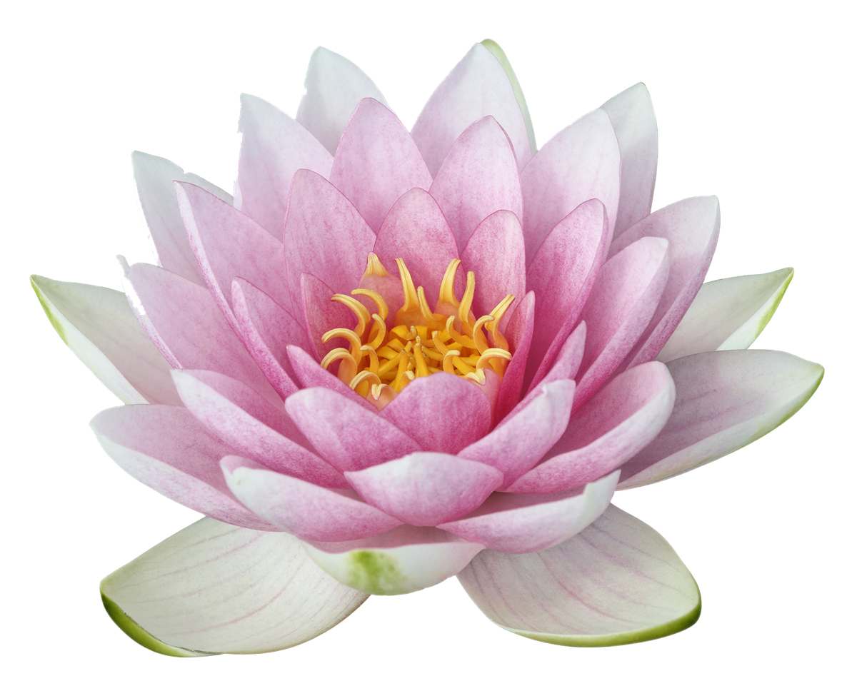 Lotus Flower Transparent Background