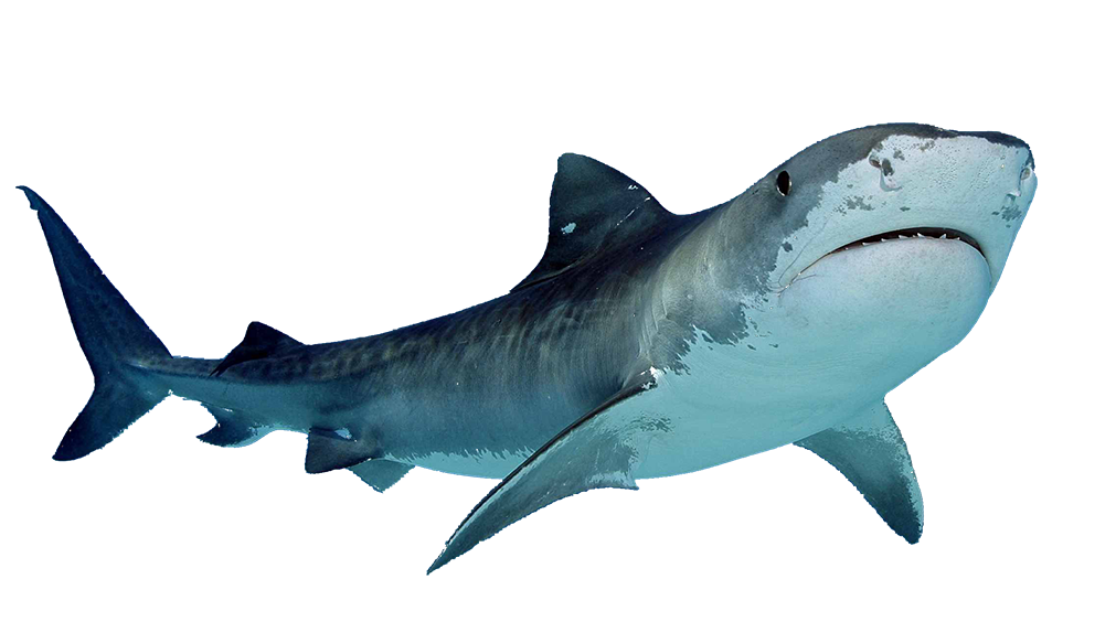 Megalodon hiu PNG Clipart