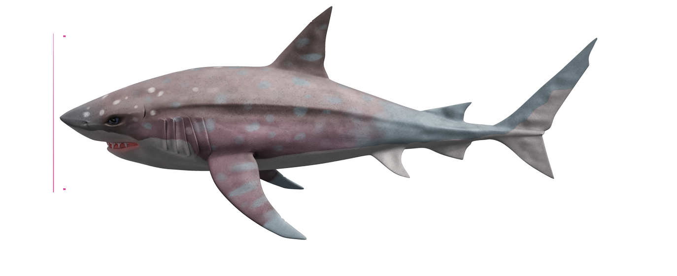 Foto Megalodon Shark PNG