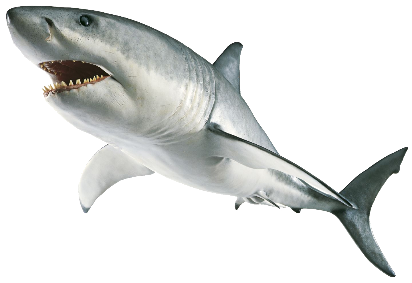 Megalodon Shark PNG-transparentes Bild