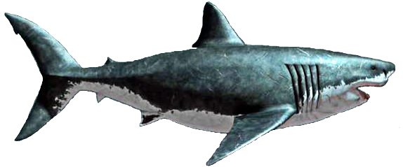 Megalodon hiu Transparan PNG