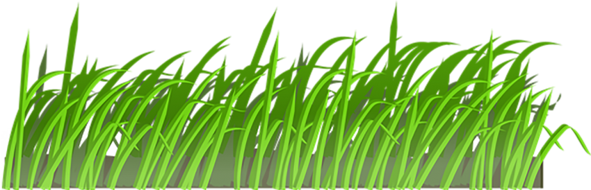 Natural Grass Vector PNG Image