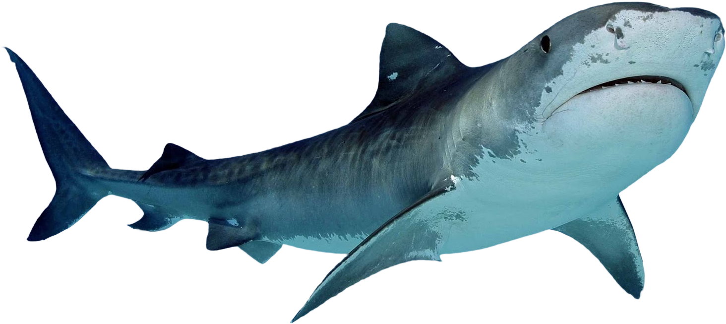 Nemo акула PNG фото