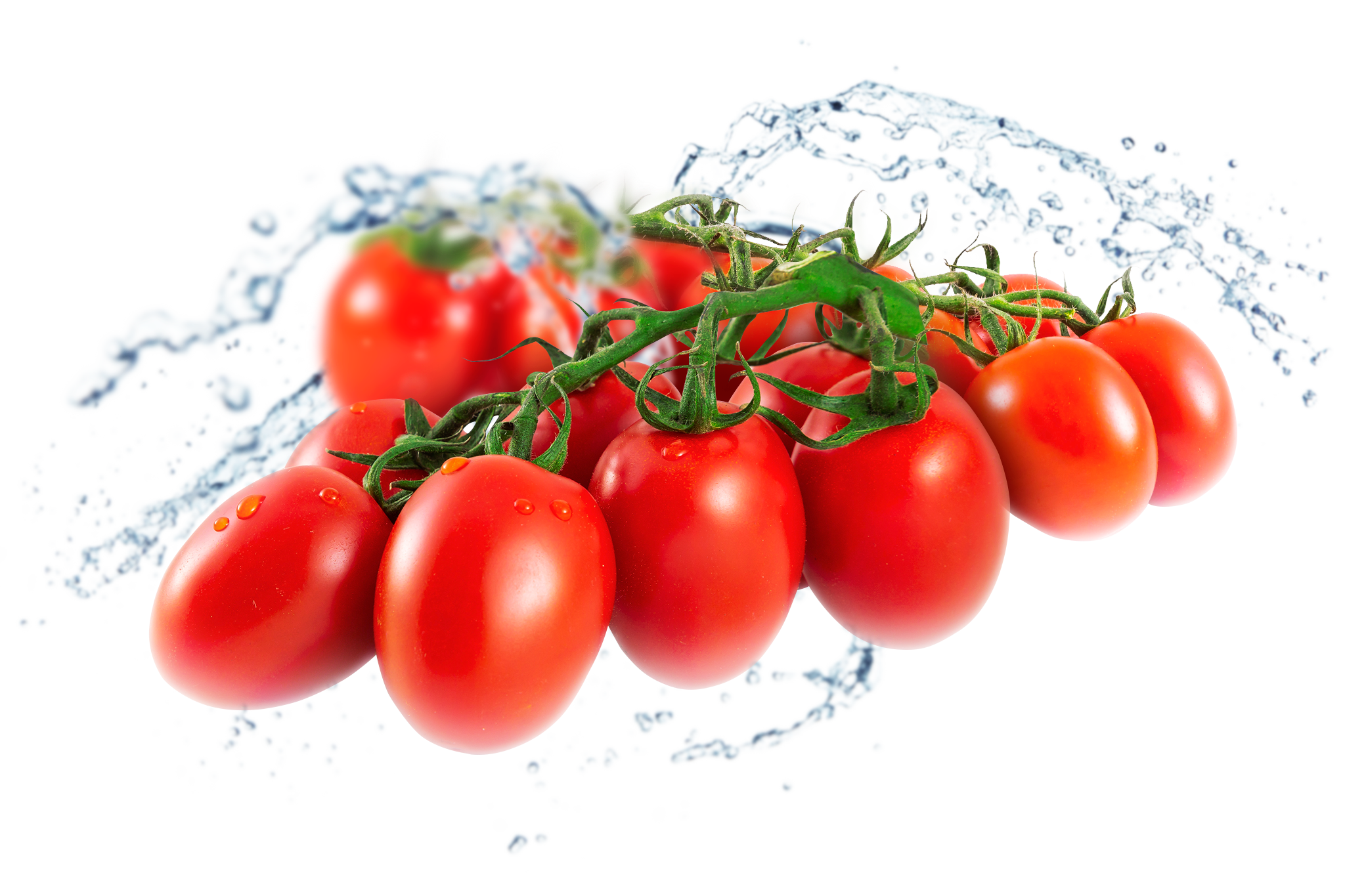 Organic Fresh Tomatoes Bunch PNG Image