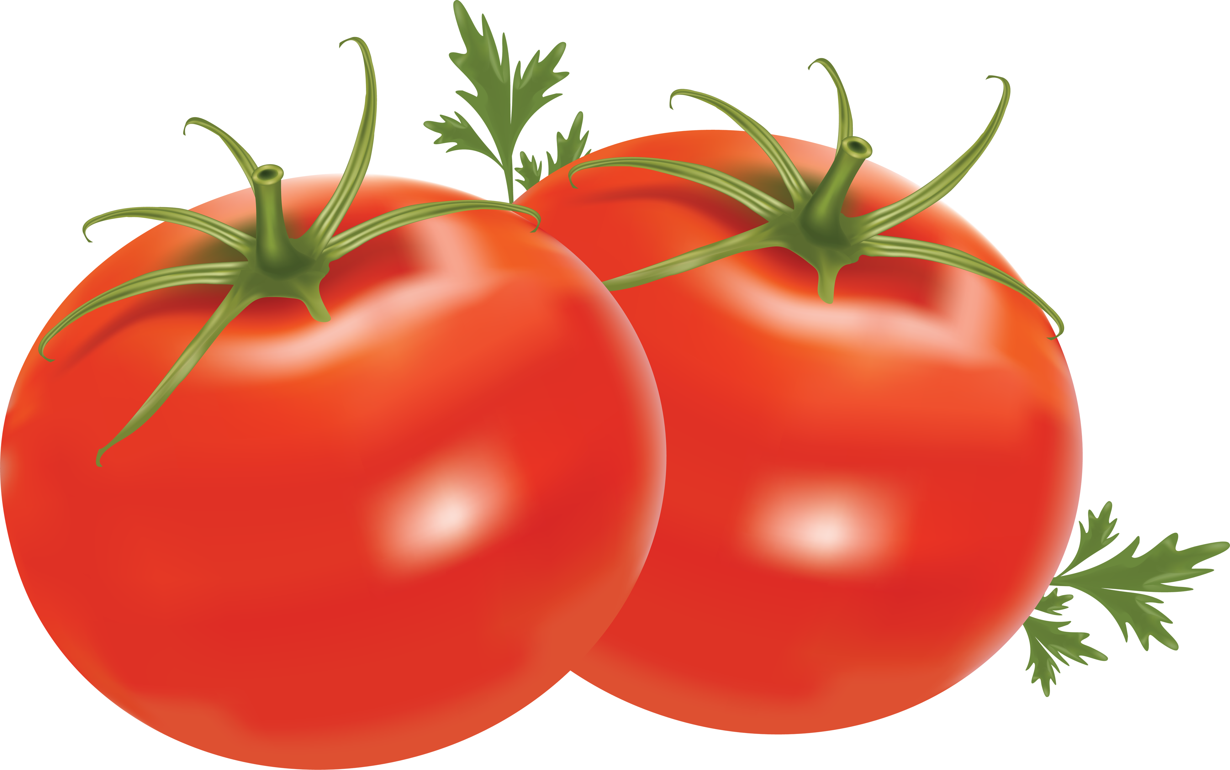 Manojo de tomates frescos orgánicos PNG imagen transparente