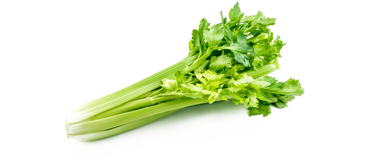 Organic Green Celery PNG HD