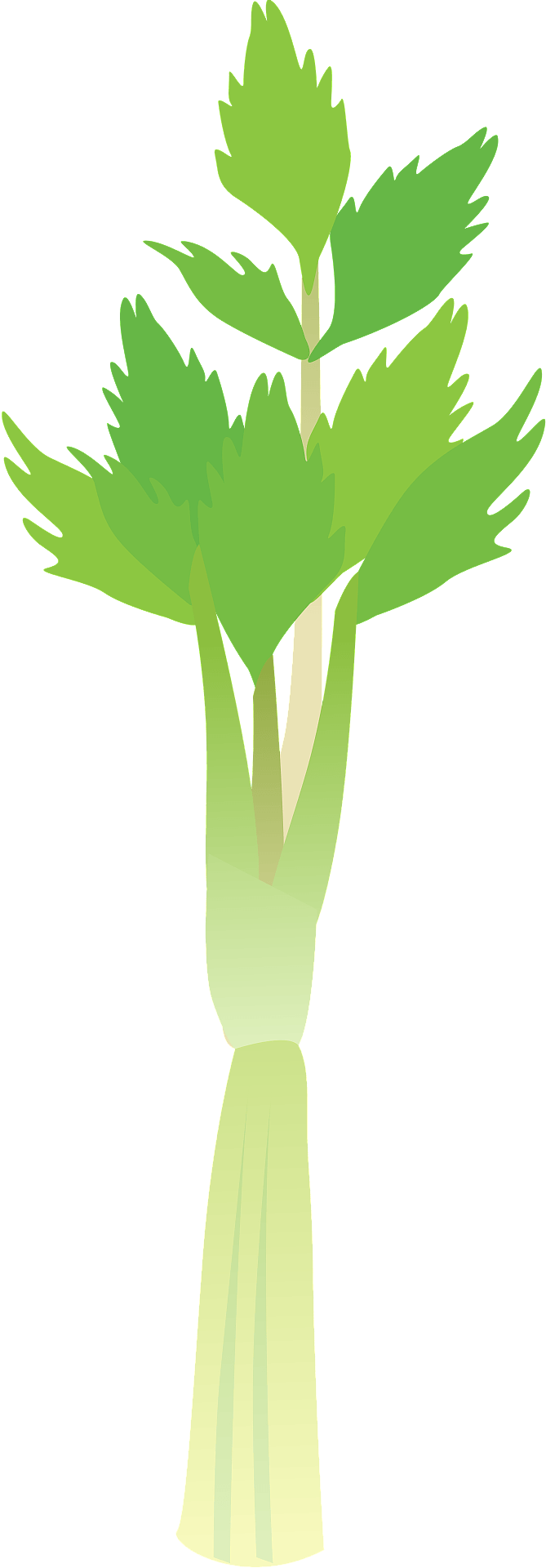 Organic Green celery PNG Photos