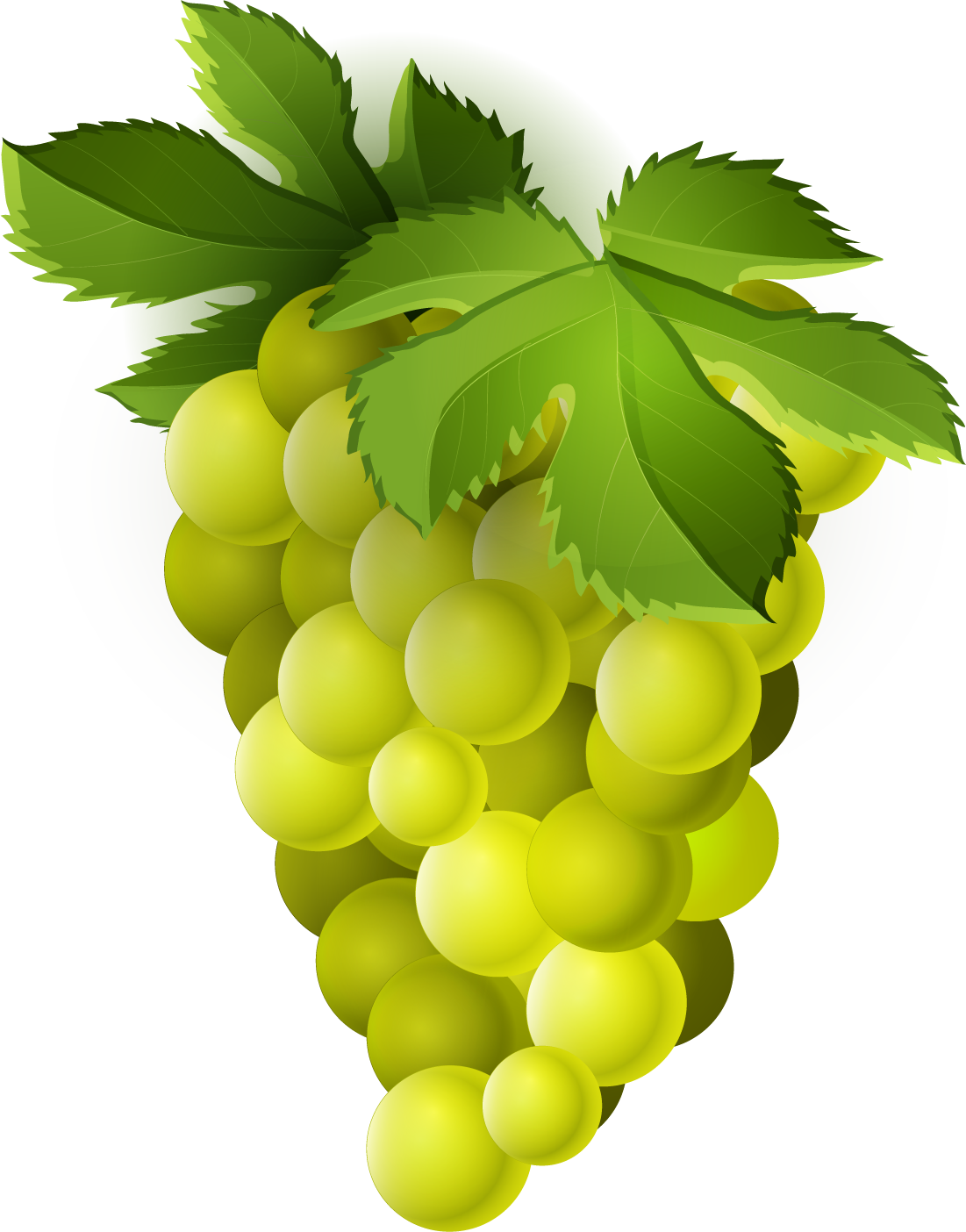 Organic Green Grapes PNG Clipart