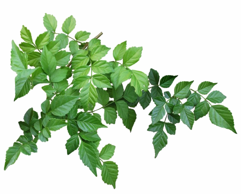 Organic Green Leafs PNG Clipart