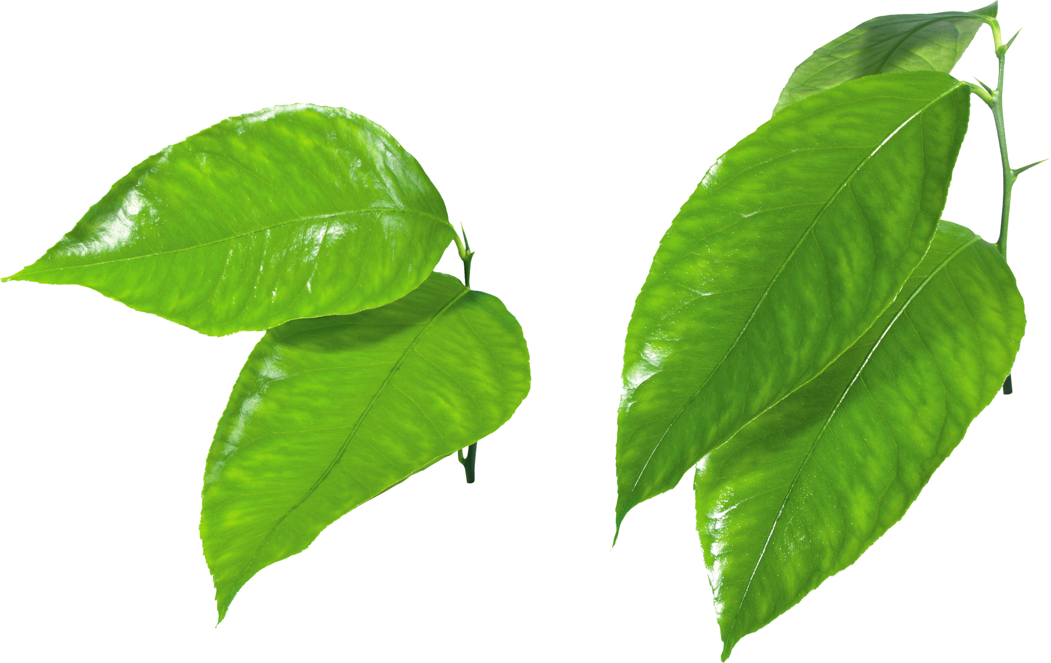 Organic Green Leafs PNG Image