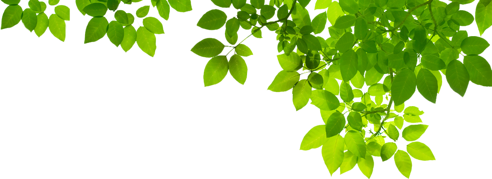 Organic Green Leafs PNG Transparent Image