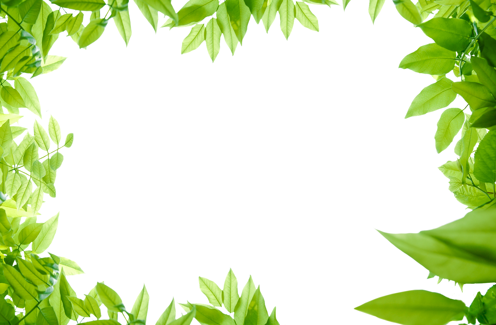 Органические зеленые листья PNG Clipart