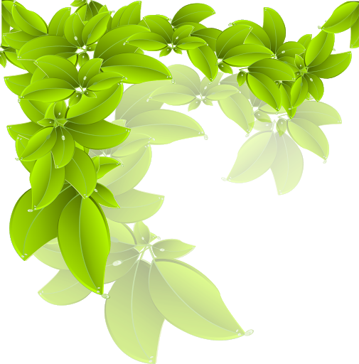 Органические зеленые листья прозрачный фон