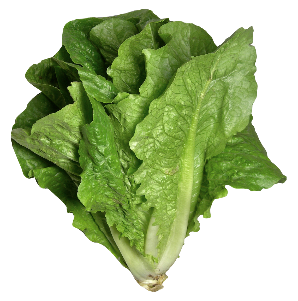 Bio-grüne Salat-PNG-Fotos