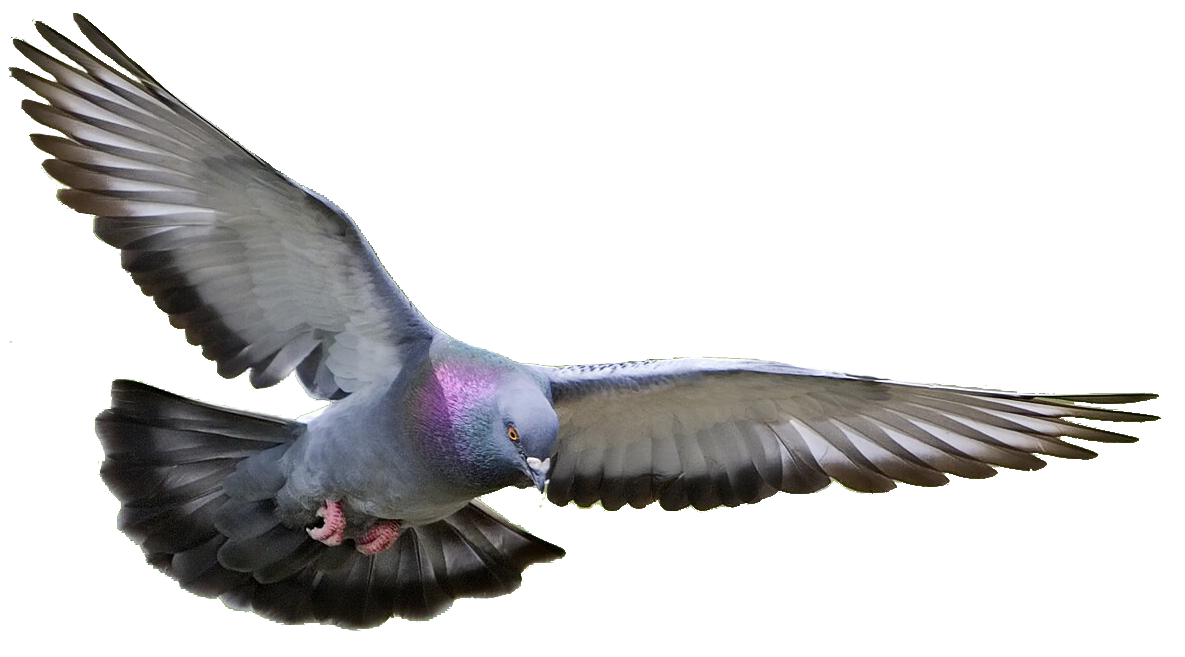 Peace Pigeon PNG Transparent Image