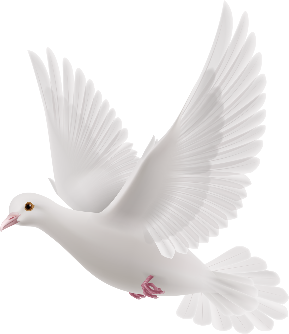 Peace White Pigeon PNG File