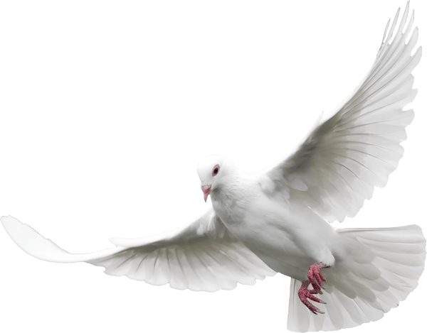 Peace White Pigeon PNG Image