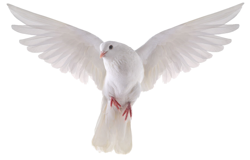 Peace White Pigeon PNG Transparent Image
