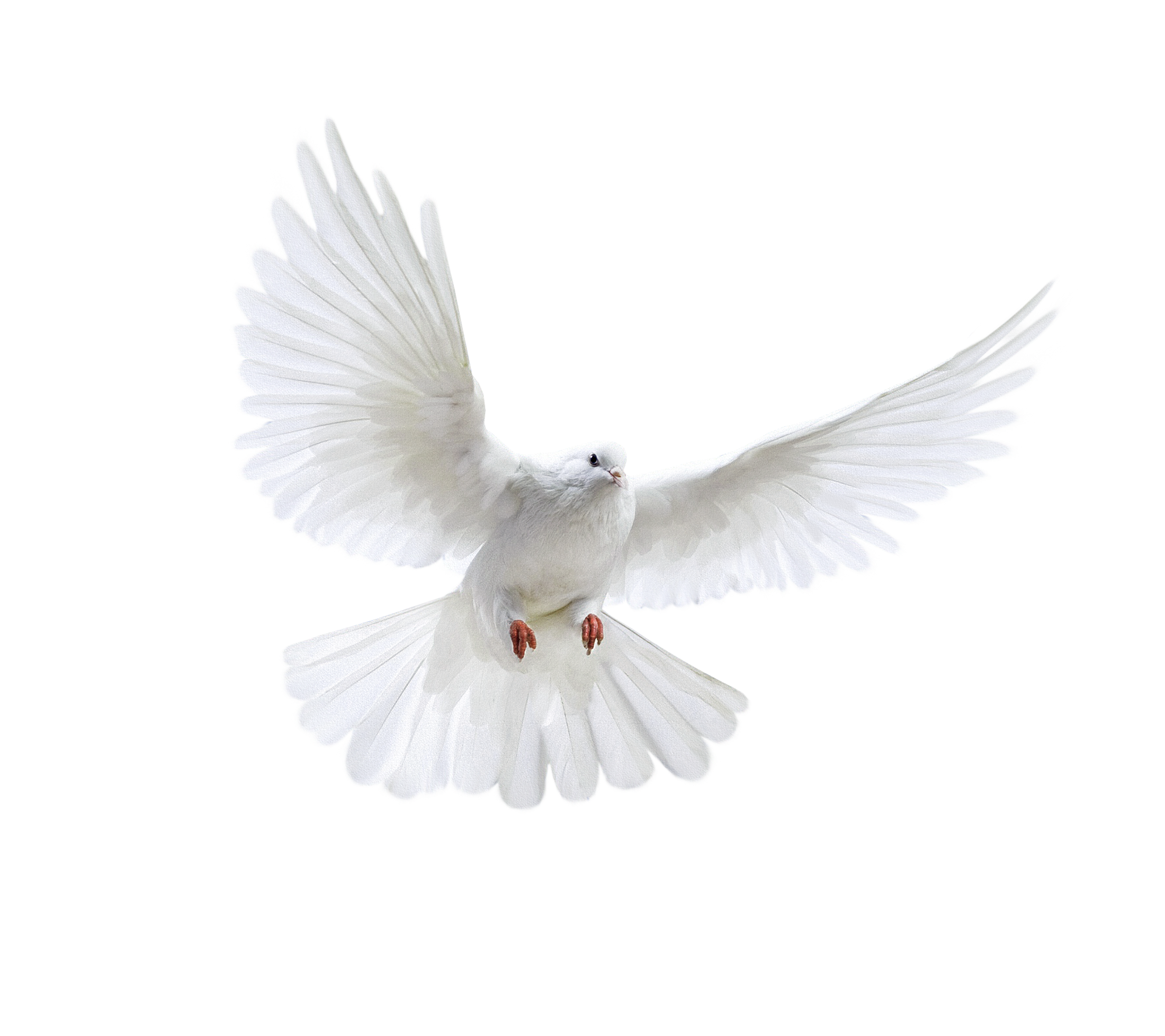 Peace White Pigeon Transparent Background