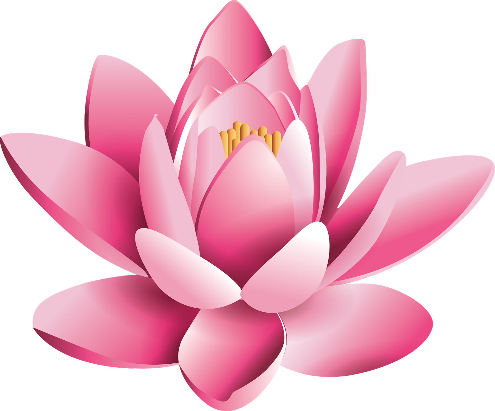 ดอกไม้ดอกบัวสีชมพู PNG Pic