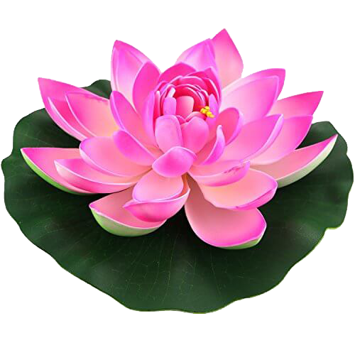 زهرة اللوتس الوردي PNG صورة شفافة