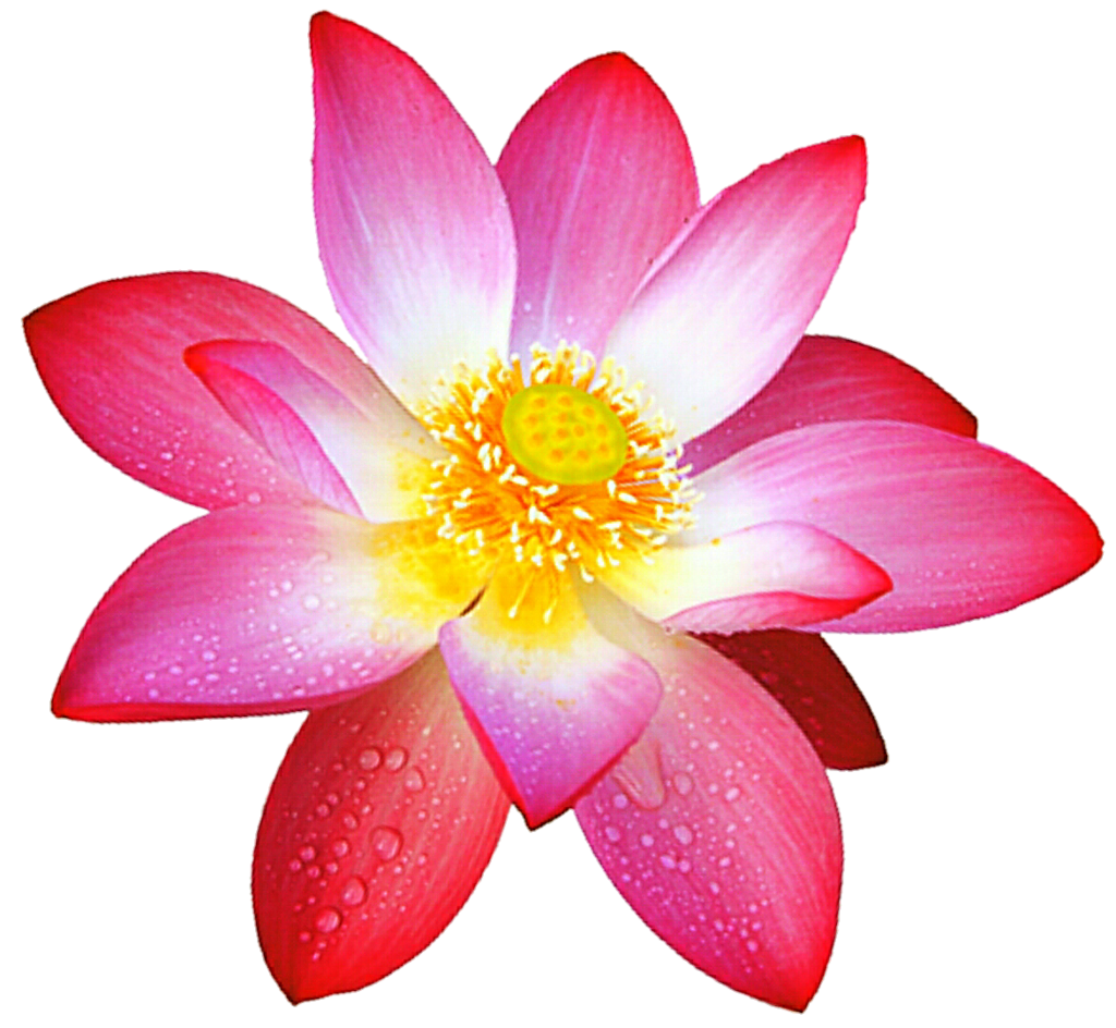 Pink Lotus Flower Transparent Background | PNG Mart