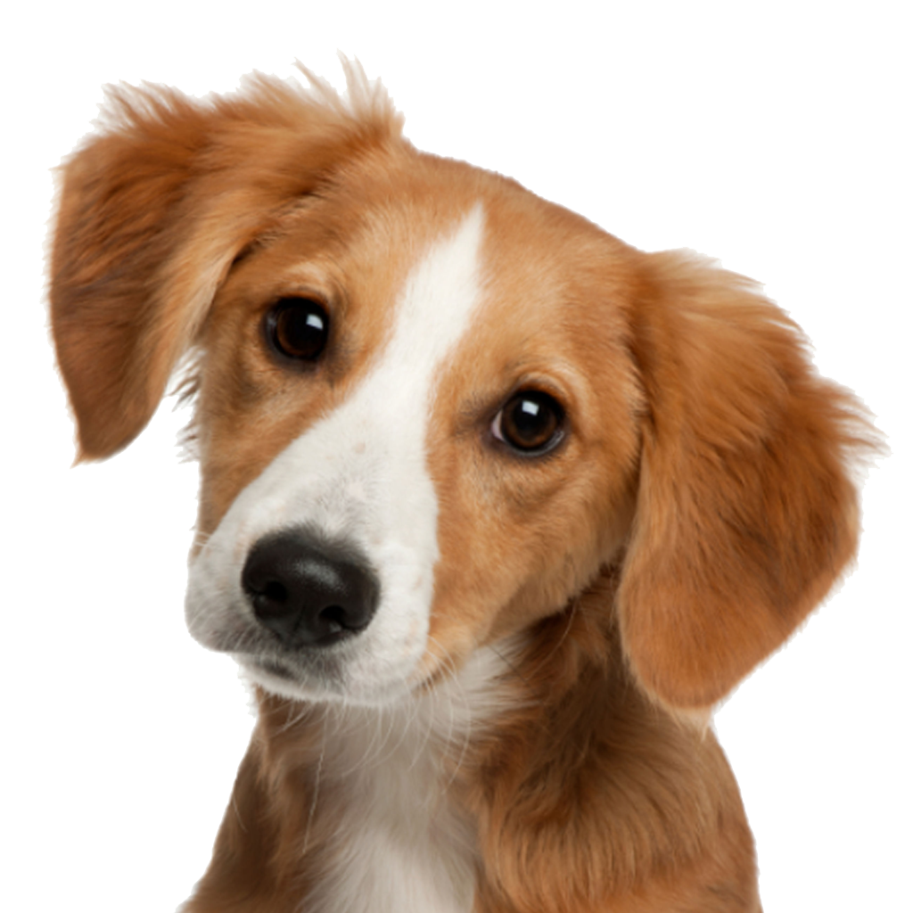 Puppy Dog Face PNG Clipart