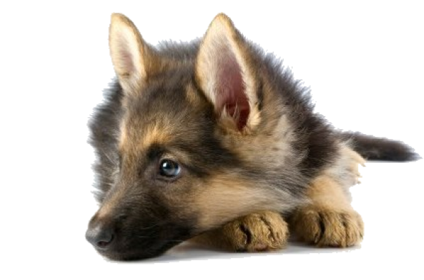 Puppy Dog Face PNG HD